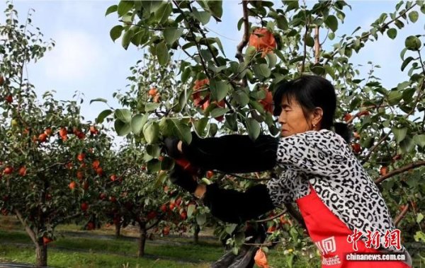 优配库 （乡村行·看振兴）“中国酥梨之乡”山西祁县：万亩酥梨成熟上市 果香四溢助农增收